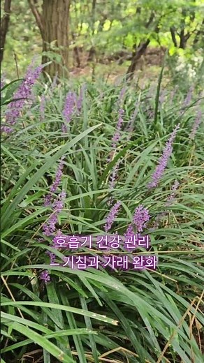 (광고)“👉 맥문동 효능과 추천 제품