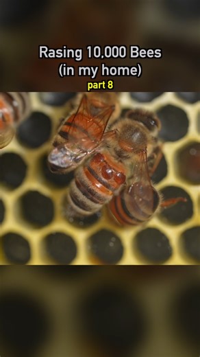 Raising 10,000 Bees in my Home🐝 pt8 #ecosystem #wildlife #nature #plants #earth #bees | Dr. Plants