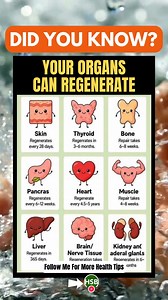 Your Body Heals Itself! 🧠💪 Organ Regeneration Timelines - Did you know your organs are constantly repairing and regenerating? 😲 From skin every 28 days to brain tissue over years — your body is amazing! Save this cute guide as a reminder of how powerful your natural healing process really is. #BodyHealing #WellnessFacts #HealthTips | Health Spirit Body