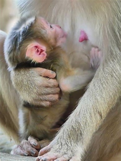 02-06-26 Update Newborn of Mom Loy , Lucan so adorable ask milk when He Hunger !010
