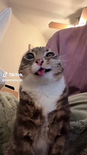 Rigby the Cat's Hilarious Hmmm Moments