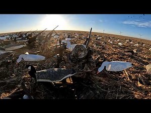 Goose Hunting In Texas