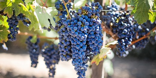 Genome sequencing reveals a detailed history of grape domestication | Plants And Animals