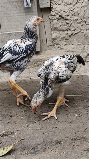 Aseel jawa baccha 🔥#aseel #jawa #aseelmurga