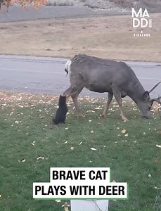 Brave Cat Plays with Deer | Madd Chadd