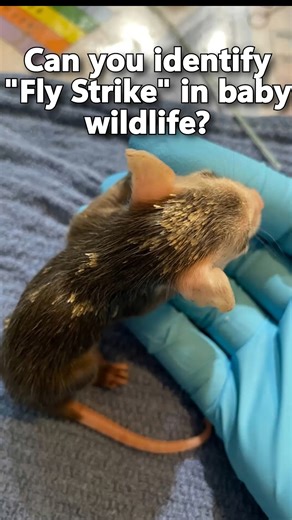 20K views · 456 reactions | Learn about "fly strike" in baby...