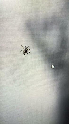 モニタ上のマウスポインタに反応するハエトリグモ