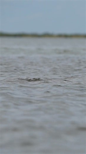 1.2K views · 23 reactions | Most fish are caught not because of fancy distance casts, but because of a few core casting fundamentals done well: • Smooth acceleration and crisp stop • Proper loop shape and timing • Good line control and presentation | Chris Martin | Facebook