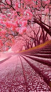 300以上の無料桜&バネ動画、HD&4Kクリップ - Pixabay