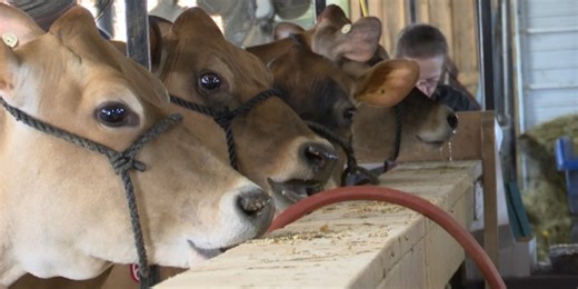 Cows sell for 5 figures at Lowville cattle auction