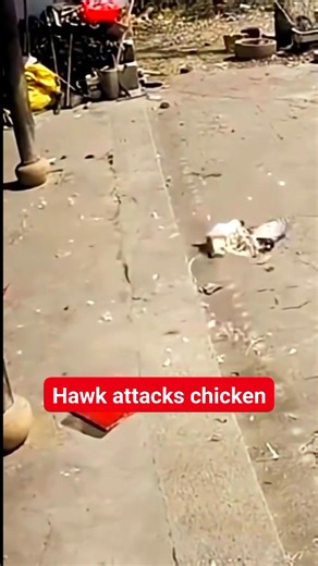 108K views · 763 reactions | Hawk vs rooster_the rooster try to help but #wildanimalshorts #wildbirds #birdsofprey #HawkAttack | EcsLoft Cuenca | Facebook