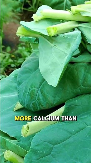 This Leaf right here is a Vitamin Bomb.- Eat Your Broccoli Leaves