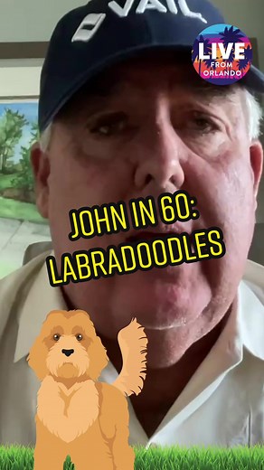 Labradoodle History: Where Did They Come From?