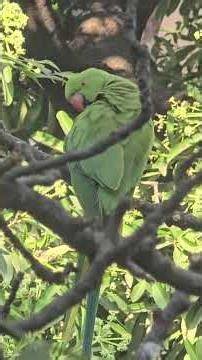 Parrot exercises on a beautiful morning #parrot #exercise #funnyanimals #birds