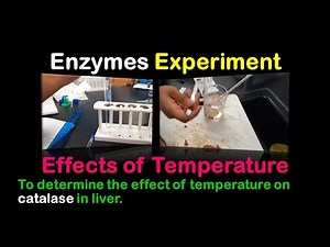 Enzymes Experiment - The effect of temperature on catalase in liver.