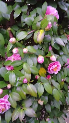 2026•4•6♬大きな椿の木のてっぺんまで花が咲き出しました🤗蕾も沢山ある我が家の庭の花椿ﾖﾘ