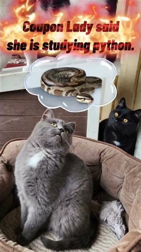 When python sounds like snake homework.