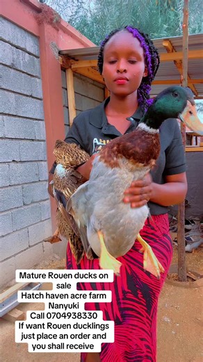 Rouen ducks are ornamental ducks that have a unique appearance..they are very good layers of eggs that hatch to ducklings into 28 days ..we do deliveries country wide#hatchhavenacre #viralvideotiktok #poultryfarming #fffffffffffyyyyyyyyyyypppppppppppp #ornamental