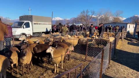 Unusual Lamb Tail Fat Recipe from the Village