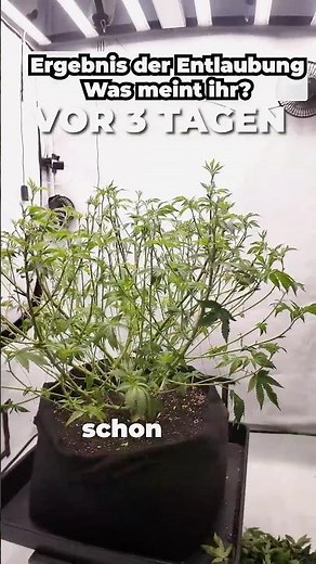Rapid Recovery After Defoliation - Time to Flower!🌱🥦 | #greennode #shorts