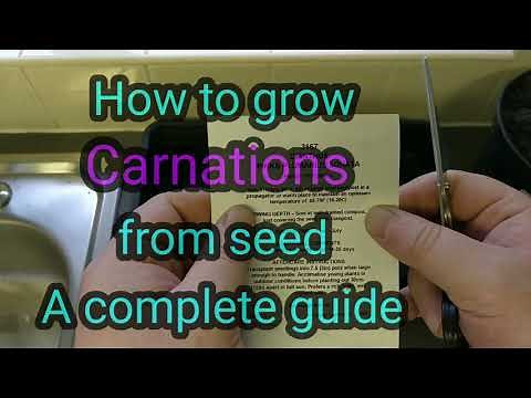 How to grow Carnations/Dianthus from seed a complete guide