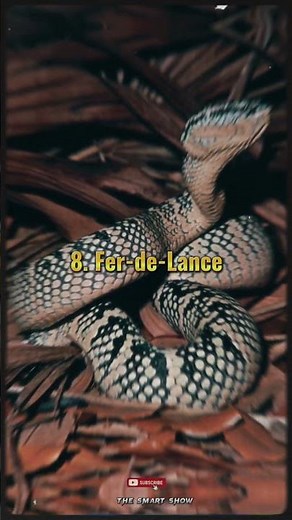 Top 10 Deadliest Snakes in the World That Can Kill in Minutes! 😱🐍