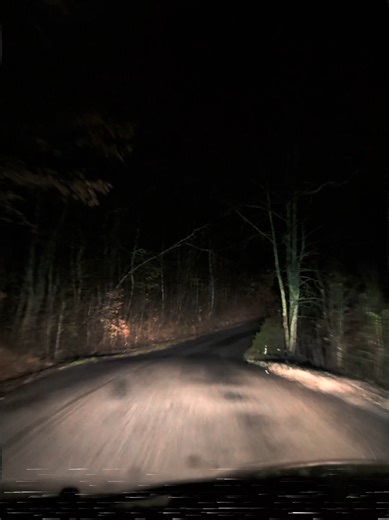 Exploring the Dark Forest: A Night Drive Experience