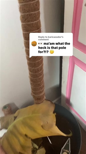 Caring for Monstera: Support with Moss Poles