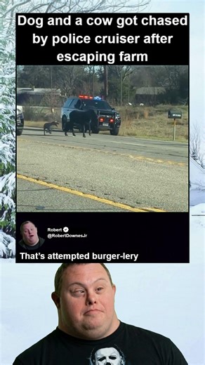 Dog And Cow Get Chased By Police