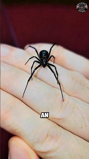 This Tiny Spider Has Deadlier Venom Than a Rattlesnake