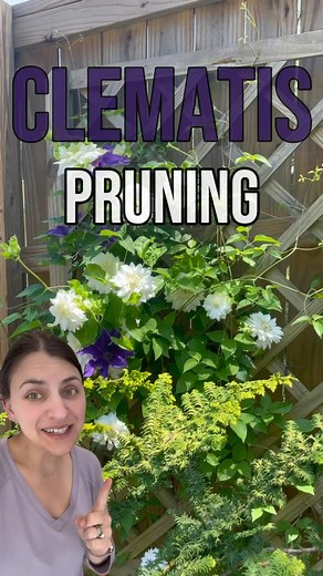 10K views · 342 reactions | Guys, I couldn’t tell you which clematis...