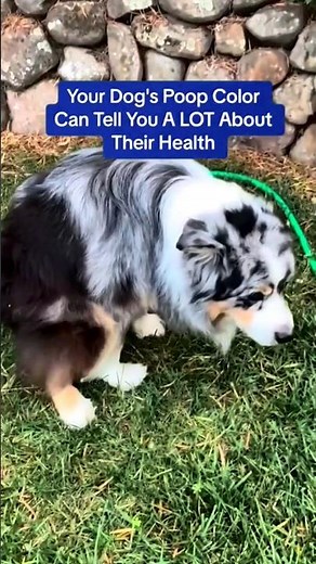 Your Dog's Poop Color Can Tell You A LOT About Their Health - Dog Poop Color Chart 💩 #shorts