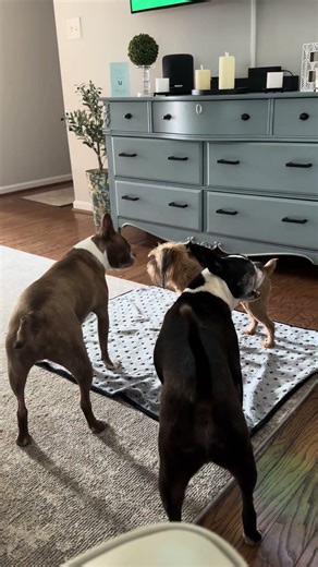 Manchester the Boston Terrier shows how to do the Humpty