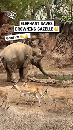 Proven that elephant have a good heart ❤️ #kindness #elephant | Ed Calpe