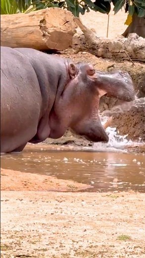 Hippopotamus drinking water #shortvideo # strange animal #cuteanimals
