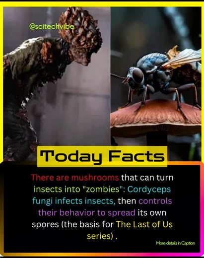 Science & Technology | Facts | GK on Instagram: "Certain fungi in the genus Ophiocordyceps (formerly classified under Cordyceps) are parasitic powerhouses that infect insects primarily ants and hijack their nervous systems to manipulate behavior, ensuring the fungus's spores spread far and wide. This eerie process, often dubbed the "zombie ant" phenomenon, is a real example of evolutionary manipulation in nature, not just Hollywood horror. While the HBO series The Last of Us (and its video game 