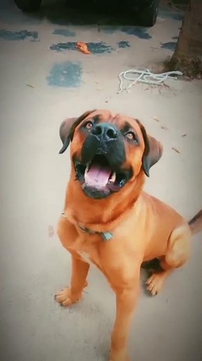 The Rarest Mastiff You’ve Never Heard Of!