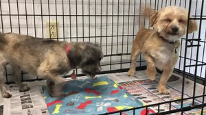6.9K views · 256 reactions | Adopted Noel (Gray) and Teddy (Brown) are a bonded pair of Yorkie Poo and Shih-tzu mixes. They are littermates and around 5 years old. These two need a home together. They are at the shelter. | Southside Animal Shelter | Facebook