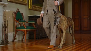 8.4K views · 362 reactions | Walking into the ring like...  Who's ready for two action packed days at the 2022 #WestminsterDogShow?! Get ready for June 21st and 22nd on FS1 and FS2 朗 | Westminster Kennel Club Dog Show | Facebook