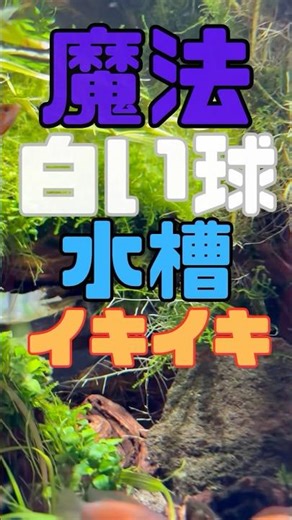[A future staple] Useful items to add to your aquarium! Makes aquariums more fun! #Aquarium #aqua...