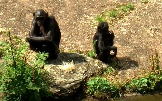 WATCH | Bonobo chatter reveals human-like language skills