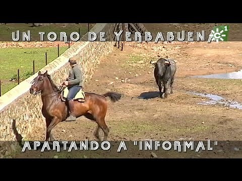 Toros de Yerbabuena: enfundar pitones al toro burraco Informal | Toros desde Andalucía