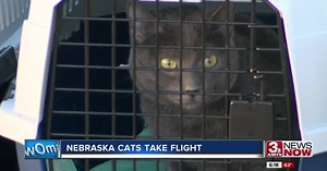 93 cats from the Nebraska Humane Society were flown to Seattle, Washington to get adopted
