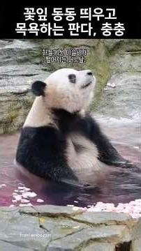 A panda bathing with flower petals floating on the water, Chungchung: #cute #animals #panda #cute...