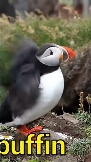 Puffin #animalslover #animals#wildanimals #birdsvideos #birdslover #birds ‪@Recordanimalssounds‬