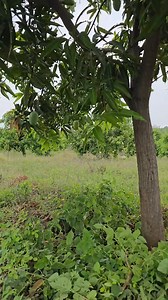 69K views · 3.9K reactions | Kesar mango farm badami mango farm 省 #banana #fruitexport #fruitlover #fruitsalad #pomegranate #mango #freshfruit #fruits #grapes #apple | Anil Sathvara | Facebook