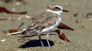 Beachgoers beware: Snowy plover nesting season underway