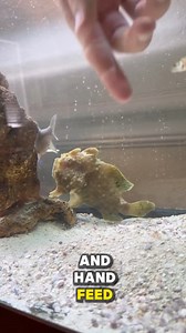 159K views · 687 reactions | Crazy Aggressive Fish In My Aquarium | The Fish Guys | Facebook