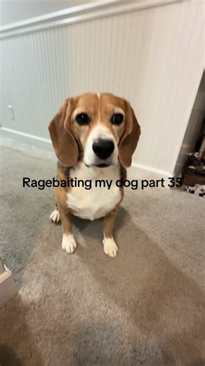 #beagle #funny #dog #ragebait #fyp | beagle