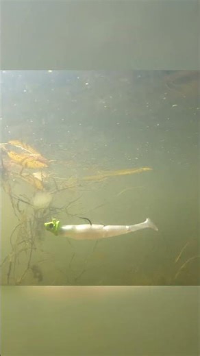 Underwater Swimbait Jighead Tracks Perfectly 🎣 #reactiontackle